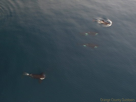 ETP Killer Whale ETP Killer Whale