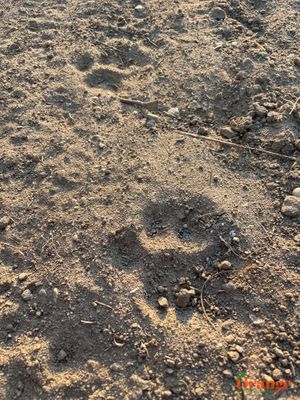 Mountain Lion Print