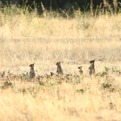 California Ground Squirrel in Orange County California Ground Squirrel