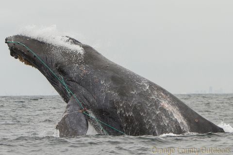 Scarlet entangled humpback whale