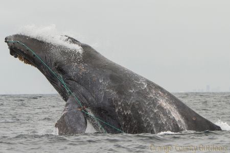 Scarlet entangled humpback whale