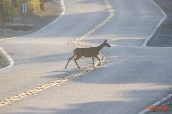 Mule deer crossing the road Mule Deer