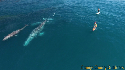 Gray Whale Gray Whale