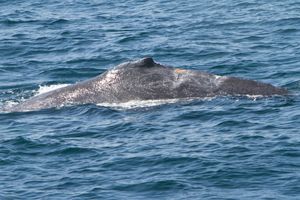 Humpback Whale