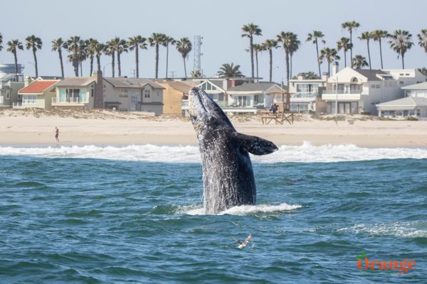 Gray Whale