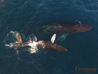 Cow/calf humpback whales Humpback Whale
