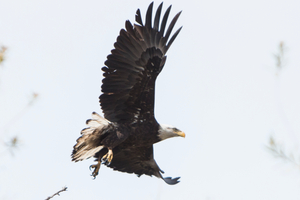 A bald eagle over Irvine Lake Bald Eagle
