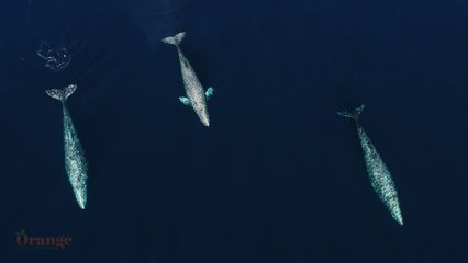 Three gray whales headed South to Mexico Gray Whale