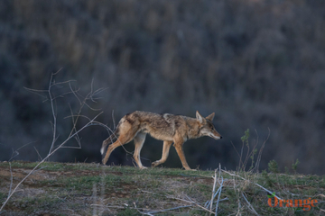 Coyote in Trabuco Canyon Coyote