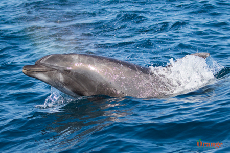 Bottlenose dolphin Bottlenose Dolphin