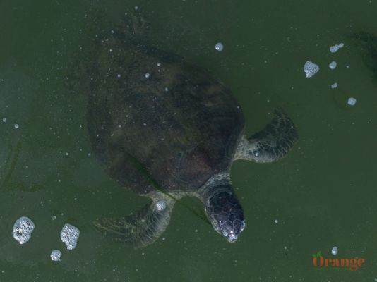 Green sea turtle