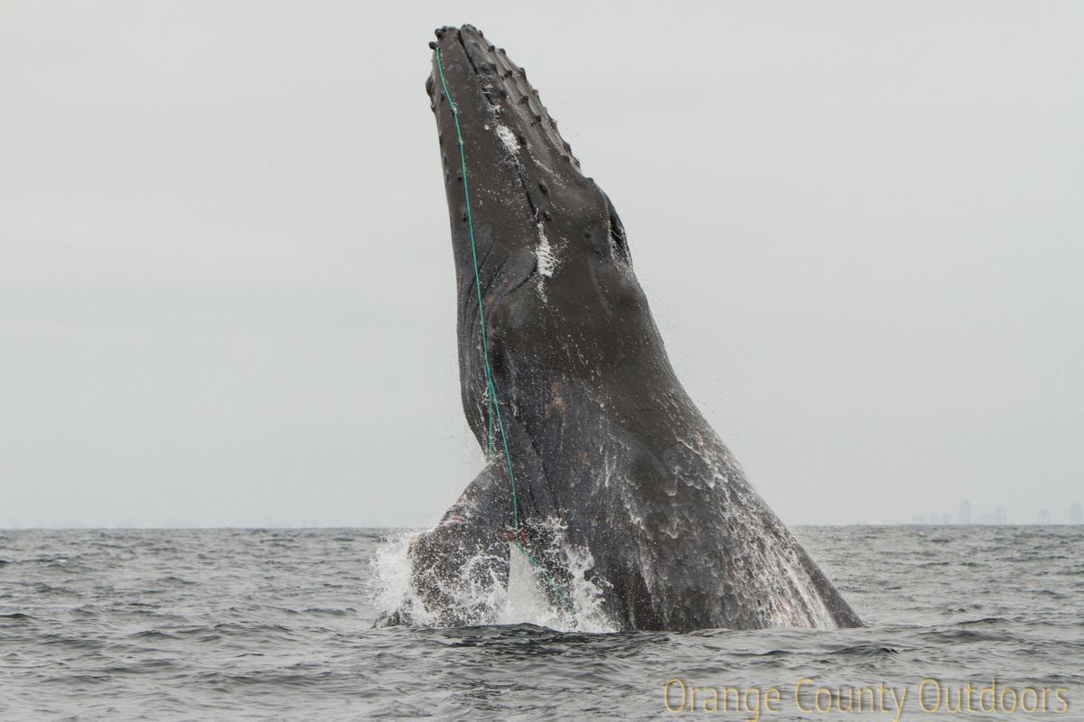 Scarlet entangled humpback whale