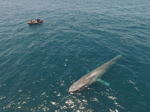 Blue Whale Blue Whale