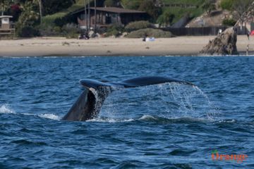 Humpback whale near Corona Del Mar, Newport Beach Humpback Whale