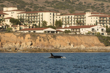 Orcas traveling in front of Terranea Resort Orca - blog