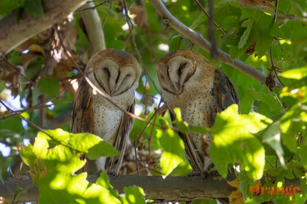 Barn Owl