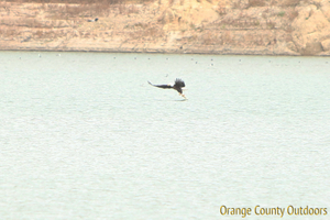 Bald eagle pulling up a fish out of Irvine Lake Bald Eagle