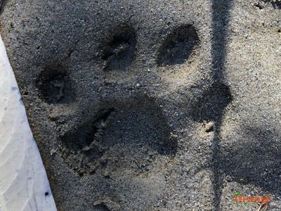 Mountain Lion Print