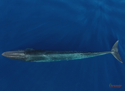 Aerial view of a fin whale Fin Whale