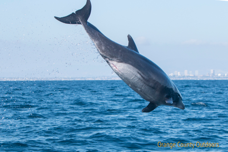 Bottlenose Dolphin Bottlenose Dolphin