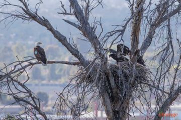 Bald eagle with fledglings 2019 Bald Eagle