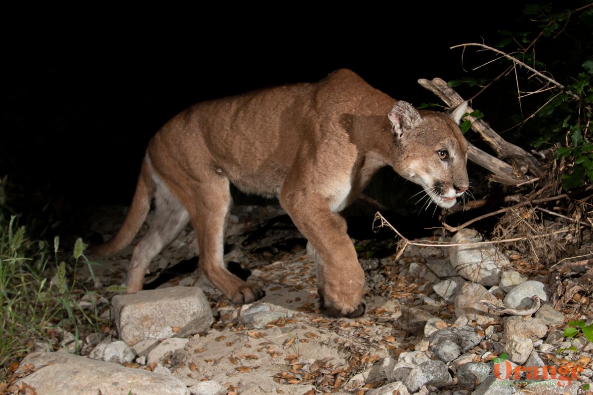 Mountain lion