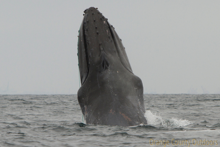 Scarlet entangled humpback whale Scarlet entangled humpback whale
