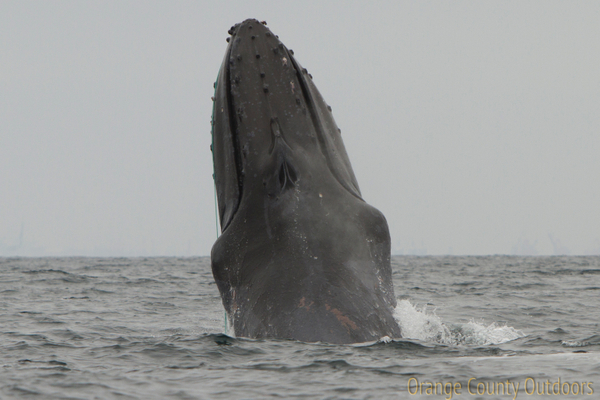 Scarlet entangled humpback whale Scarlet entangled humpback whale