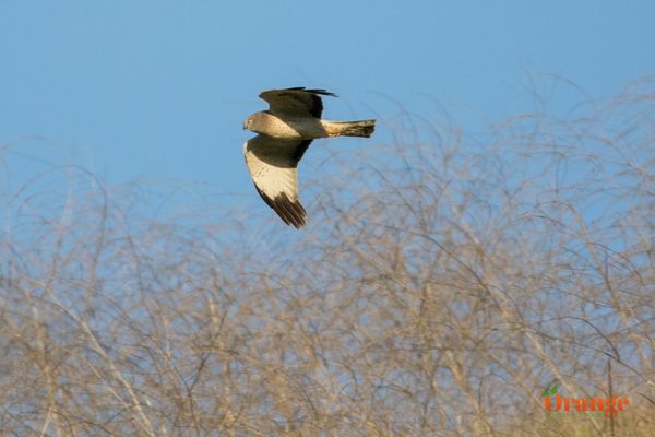 Male northern harrier at Chino Hills State Park Northern Harrier