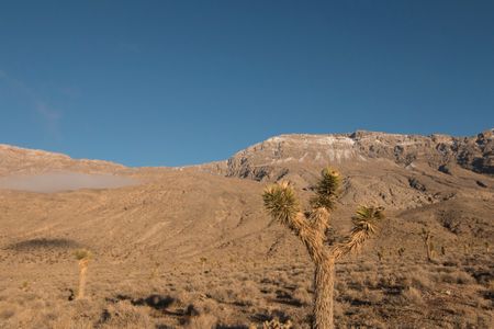 Joshua trees at Death Valley National Park