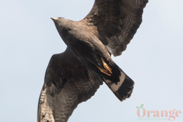 Zone-tailed hawk in Rancho Santa Margarita, 2017 Zone-tailed hawk