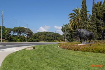 Bison Bison