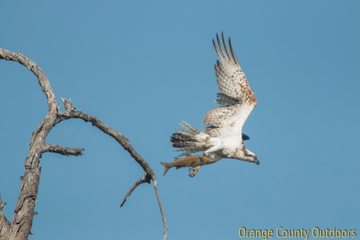 Osprey Osprey