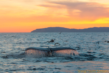 Humpback Whale Humpback Whale