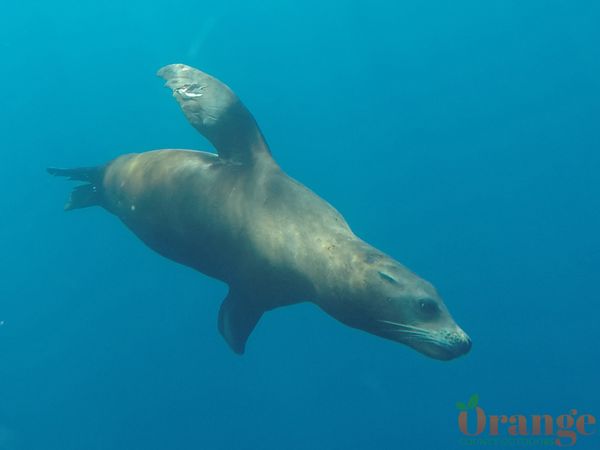 Sea lion underwater Sea Lion