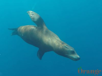 Sea lion underwater Sea Lion
