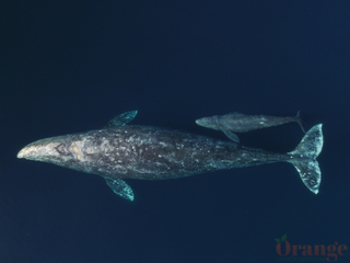 Gray Whale cow/calf Gray Whale