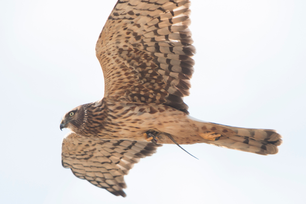 Northern Harrier Northern Harrier