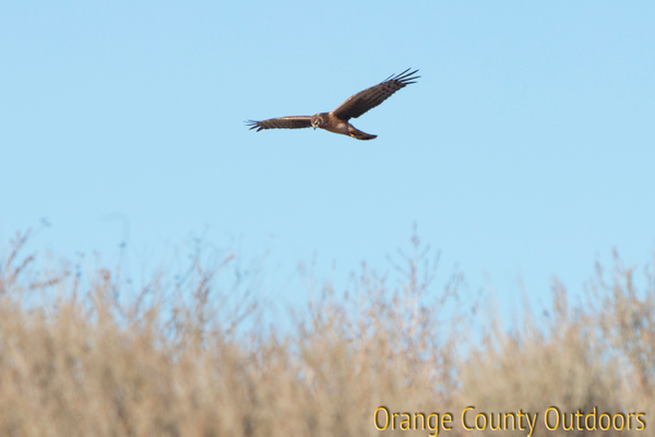 Northern harrier hunting over a field at Irvine Lake Northern Harrier
