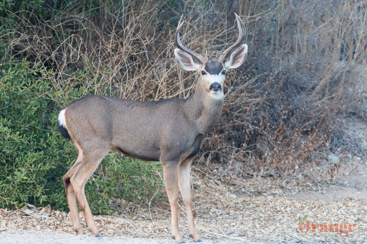 Mule Deer