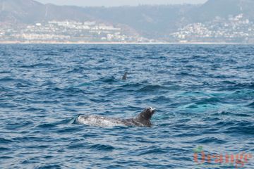 Risso's Dolphin known as Splitfin Risso's Dolphin