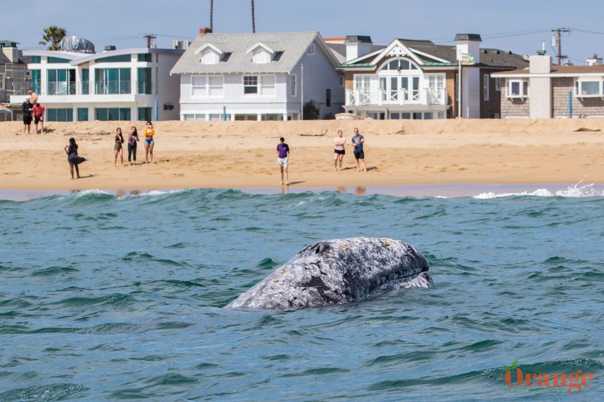Gray Whale