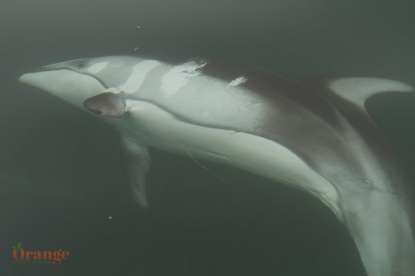 Pacific White-sided Dolphin