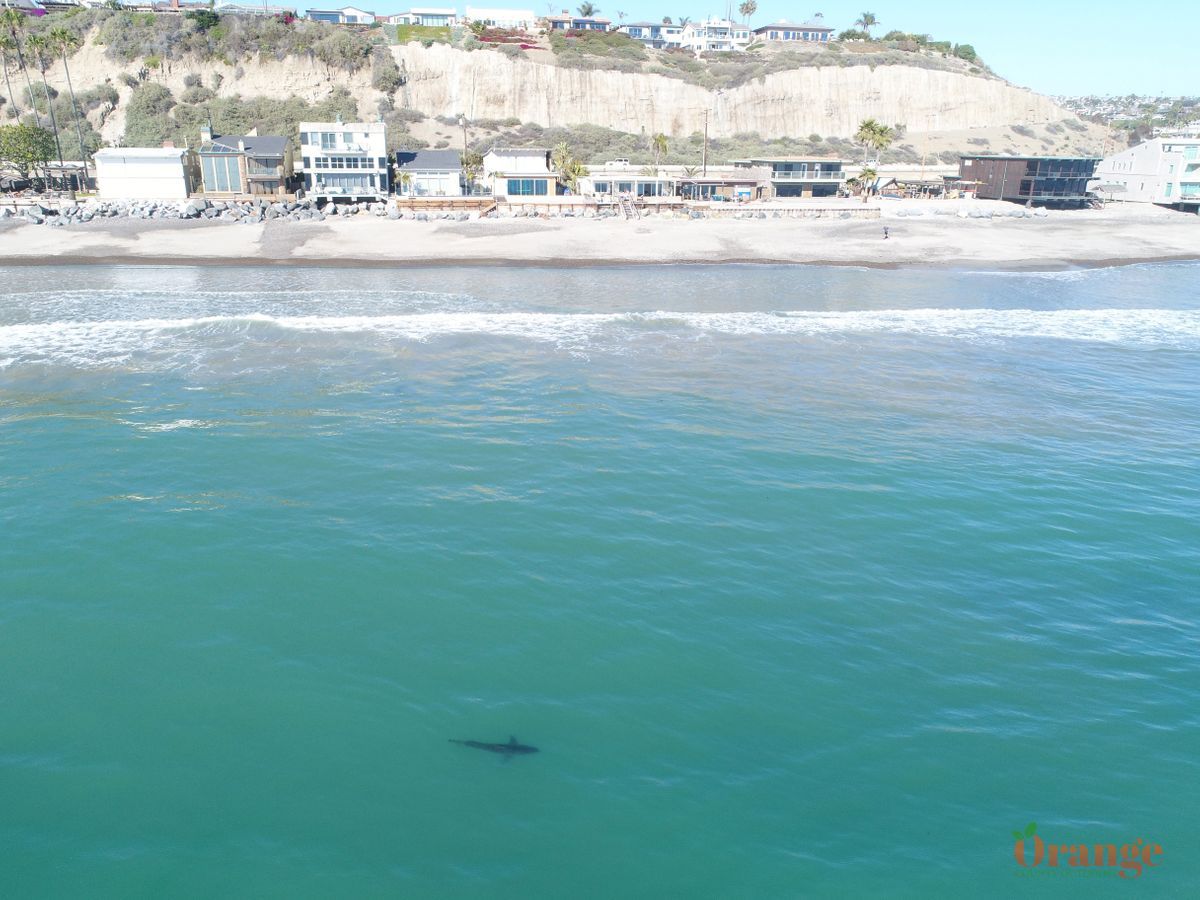 Great white shark at Poche Beach in Dana Point 2018 Great White Shark