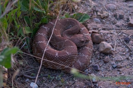 Red-diamond rattlesnake
