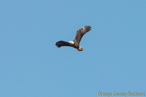 Bald eagle Bald Eagle