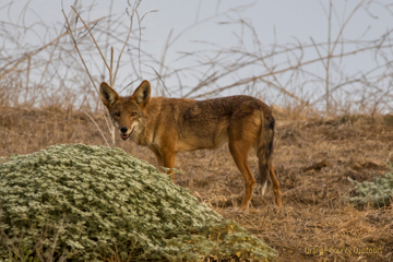 Coyote in Trabuco Canyon Coyote