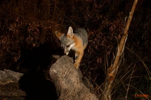 Gray Foxes in Orange County - Orange County Outdoors