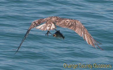 Osprey Osprey