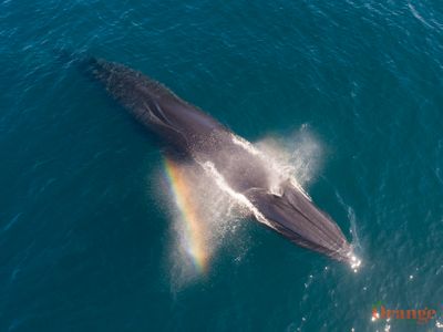 Bryde's Whale